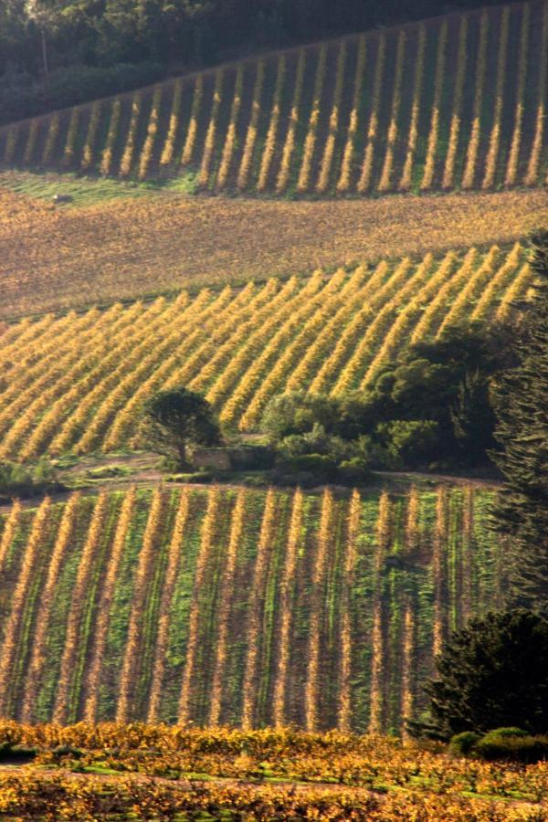 شقة Mooiplaas Wine Estate ستيلينبوش المظهر الخارجي الصورة