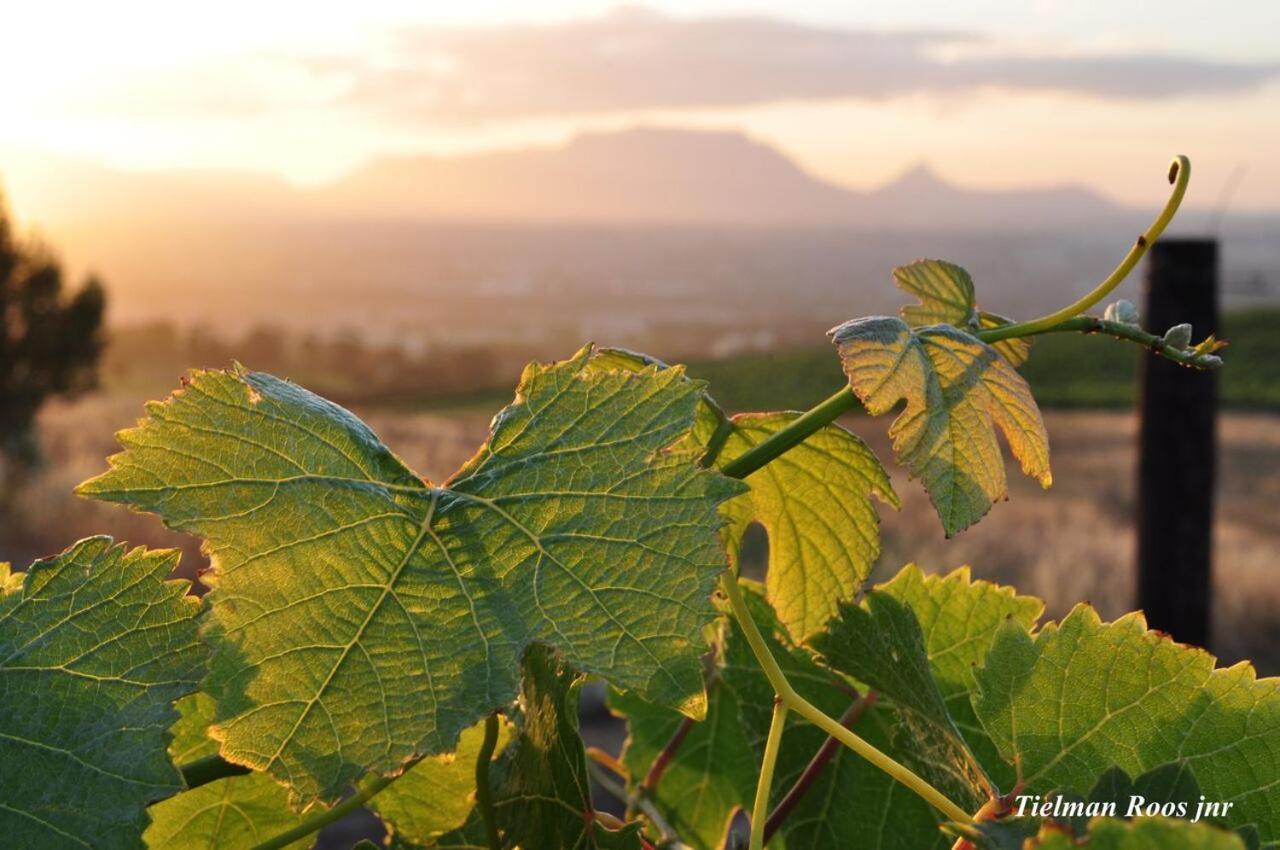 شقة Mooiplaas Wine Estate ستيلينبوش المظهر الخارجي الصورة